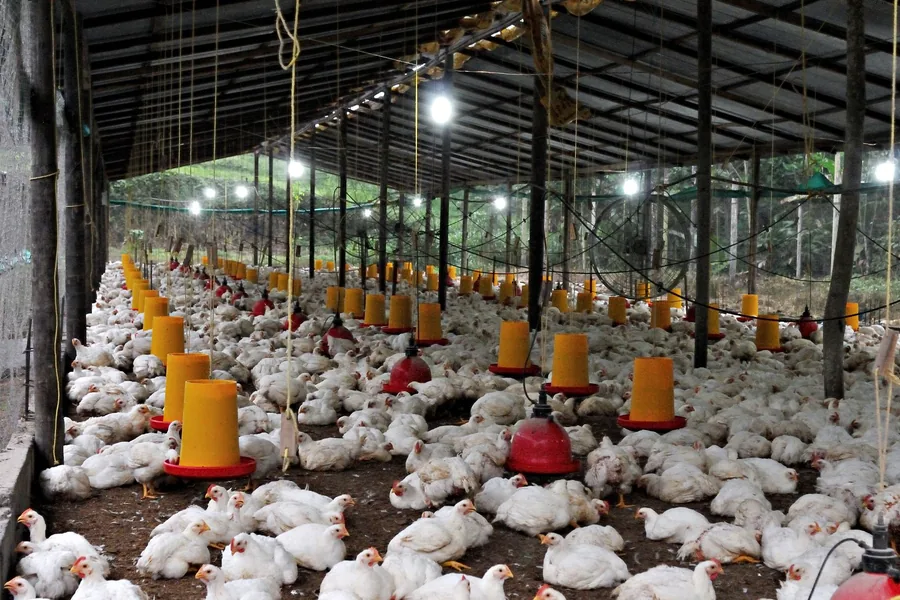 Inside a poultry shed, where exhaust fans control heat, humidity and ammonia